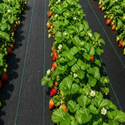 Gruba agrowłóknina agrotkanina 70g 1x30m antchwastowa agrotkanina-5907451389461