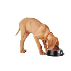 Miska dla psa metalowa antypoślizgowa guma 150ml - 9