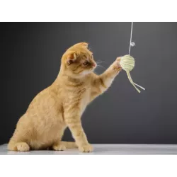 Zabawka dla kota wędka piłka grzechotka do zabawy - 6