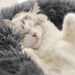 Pluszowe legowisko 80cm kojec dla psa kota miękkie poduszka posłanie-5907451359570