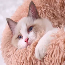 Legowisko 100 cm kojec dla psa kota miękkie poduszka kanapa posłanie-5907451359631