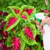 Spryskiwacz opryskiwacz 500 ml ręczny do roślin ogrodowy uniwersalny-5907451356722