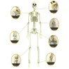 Kościotrup szkielet człowieka wiszący 40cm dekoracja na halloween-5907451362648