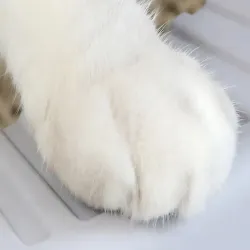 Kuweta dla kota otwarta duża wytrzymała z łopatką z wysokim rantem-5907451370377