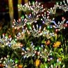 2x Dmuchawiec led fajerwerk na szpikulcu solarna ogrodowa wbijana-5907451379370