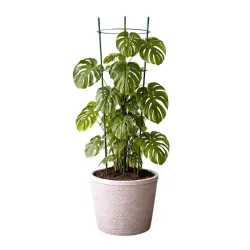 Podpora pierścieniowa do roślin 90 cm obręcz do kwiatów 3 pierścienie-5907451389195